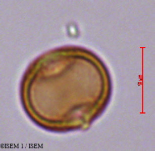 Echiochilon fruticosum - lame n° 29413